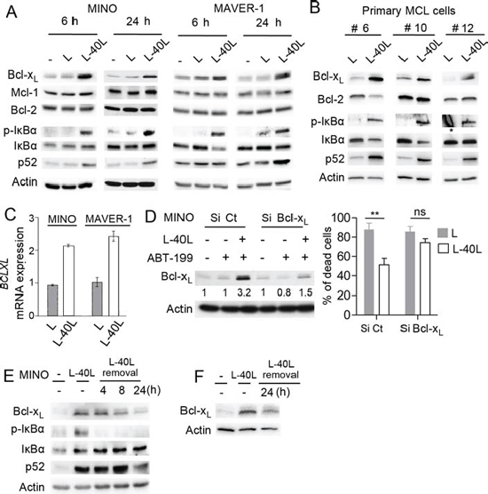 Up-regulation of Bcl-xL by CD40 stimulation confers ABT-199 resistance to MINO cells.