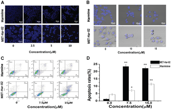 The apoptosis in HepG2 cancer cells after incubated with MET-Har-02 and harmine.