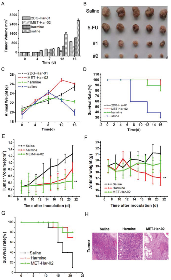 In vivo antitumor efficacy of 2DG-Har-01 and MET-Har-02 on S180 tumor-bearing mice and MCF-7 tumor-bearing nude mice.