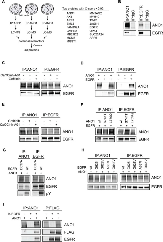 ANO1 and EGFR form a complex in HNSCC cells.