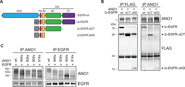 Interaction between ANO1 and EGFR involves the trans/juxtamembrane domain of EGFR.