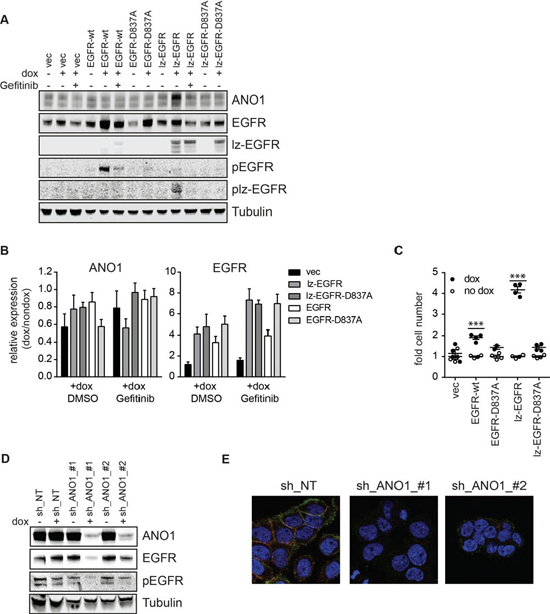EGFR and ANO1 regulate each other&#x2019;s protein levels.