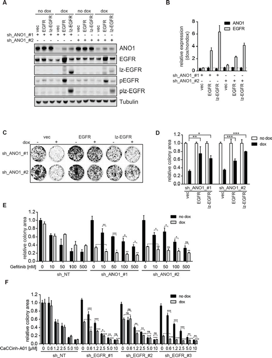 EGFR and ANO1 form a functional complex which regulates cancer cell proliferation.