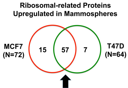 Venn diagram highlighting the conserved upregulation of ribosomal-related proteins in both MCF7 and T47D mammospheres.