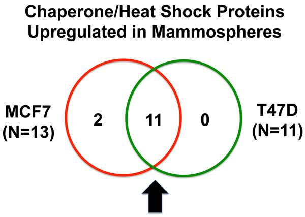 Venn diagram highlighting the conserved upregulation of heat shock proteins/molecular chaperones in both MCF7 and T47D mammospheres.