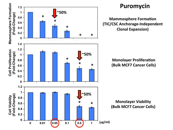 Puromycin significantly reduces mammosphere formation in MCF7 cells, without affecting MCF7 cell viability or proliferation.