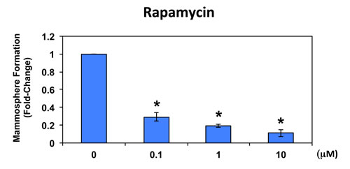 Rapamycin significantly reduces mammosphere formation in MCF7 cells.