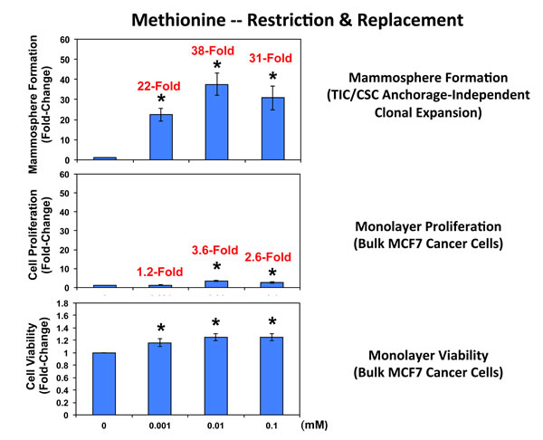 Methionine restriction significantly reduces mammosphere formation in MCF7 cells.