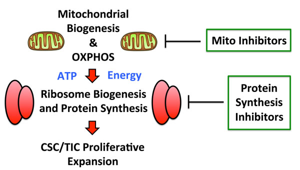 Augmented mitochondrial OXPHOS may help fuel increased protein synthesis.