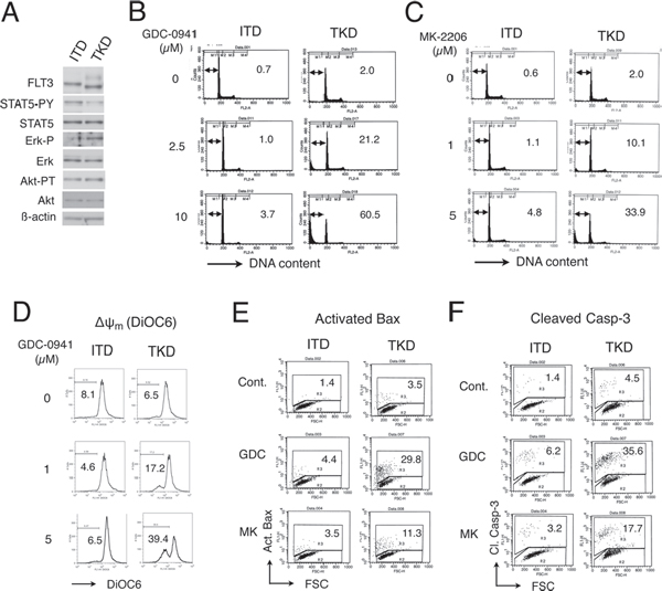 GDC-0941 and MK-2206 induces apoptosis through the intrinsic pathway more prominently in 32D cells transformed by FLT3-TKD than by FLT3-ITD.