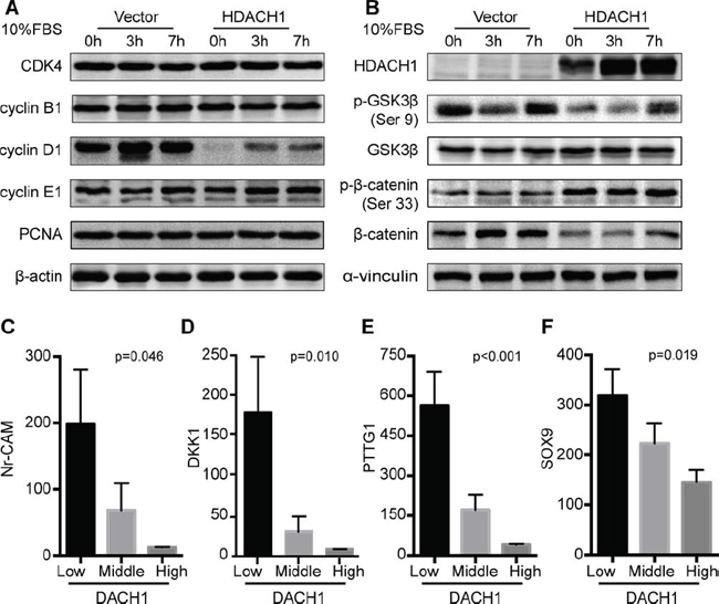 DACH1 suppresses the activation of Wnt/&#x03B2;-catenin signaling.