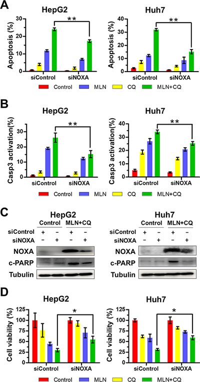 Down-regulation of NOXA significantly attenuates apoptosis and inhibition of liver-cancer-cell proliferation induced by MLN4924+CQ.
