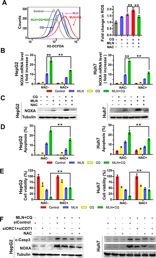 Production of excessive ROS contributes to MLN4924+CQ-induced NOXA transactivation and apoptotic induction of liver-cancer cells.