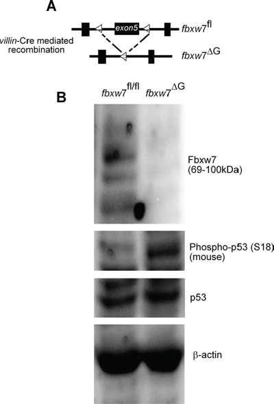 Induction in the level of the of murine phospho-p53(Ser18) in the intestine of fbxw7&#x0394;G mice.