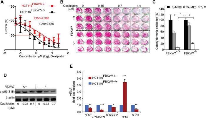 FBXW7 deficiency induces oxaliplatin drug resistance property of HCT116 CRC cells.