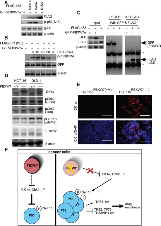 phospho-p53(Ser15) is regulated by FBXW7 but not through direct interaction.