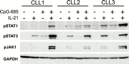 CpG-induced IL21R demonstrates functional signaling.