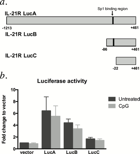 IL21R promoter constructs containing the Sp1 binding site are not responsive to CpG-685 treatment.