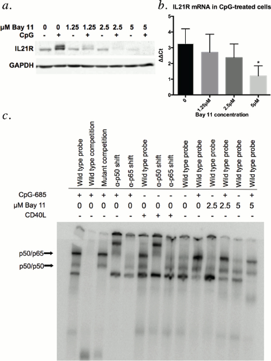 Treatment with CLL B cells with Bay 11 diminishes CpG-685-mediated upregulation of IL21R.