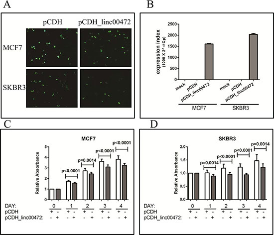 Effect of LINC00472 expression on breast cancer cell proliferation.