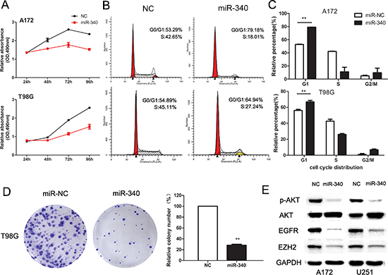 Enforced expression of miR-340 induces growth inhibition in glioma cells.