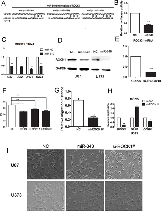 miR-340 targetes ROCK1 by binding its 3&#x2032;UTR, sh-RNA-mediated knock-down of ROCK1 inhibites glioma cells growth and migration.