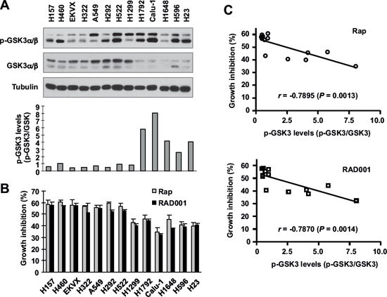 Basal levels of p-GSK3 in human lung cancer cell lines (A) are inversely correlated with cell sensitivity to rapalogs (B and C).