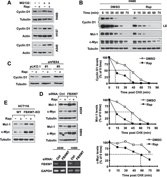 Rapamycin decreases the levels of cyclin D1, c-Myc and Mcl-1 through facilitating their degradation (A and B), which is mediated by either FBX4 (C) or FBXW7 (D and E).