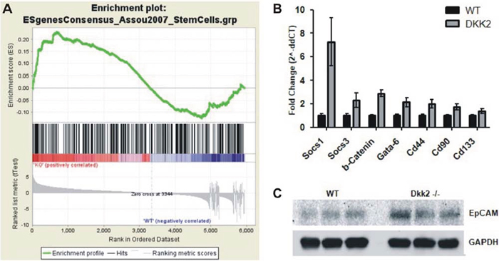 A. Gene Set Enrichment Analyses (GSEA) of the Dkk2 gene expression signature.