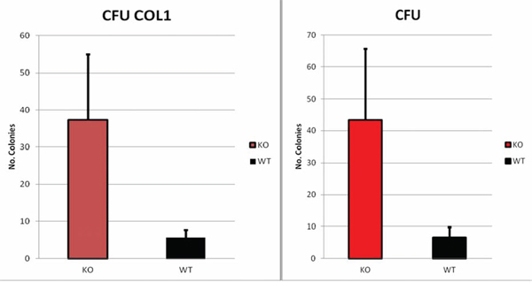 DKK2&#x2212;/&#x2212; cells showed a significant increase in colony forming unit on both collagen coated -CFU COL1- (37 Dkk2&#x2212;/&#x2212; and 5 WT-colonies, p = 0.03) and normal -CFU- dishes (43 colonies from Dkk2&#x2212;/&#x2212; vs. 6 colonies from WT, p = 0.04).