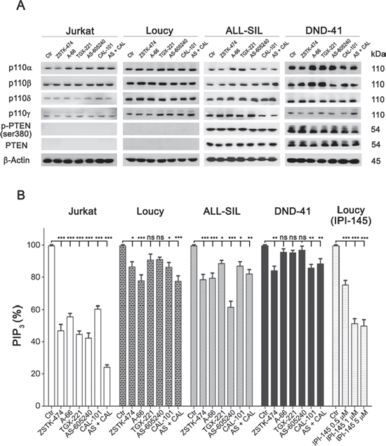 Expression of PI3K catalytic subunits and PTEN in T-ALL cell lines, and effects of PI3K inhibition on total PIP3 levels.