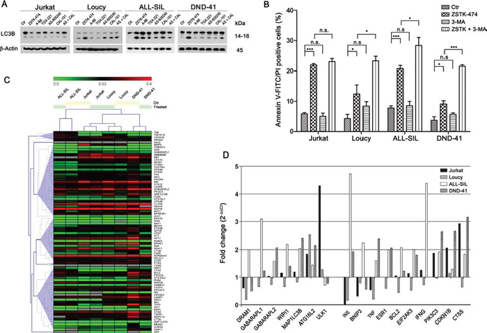 PI3K pan-inhibition induces autophagy which plays a protective role.