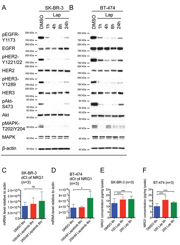 Reactivation of HER receptors occurs within 24 hours of lapatinib treatment, correlating with an increase in NRG1 expression.