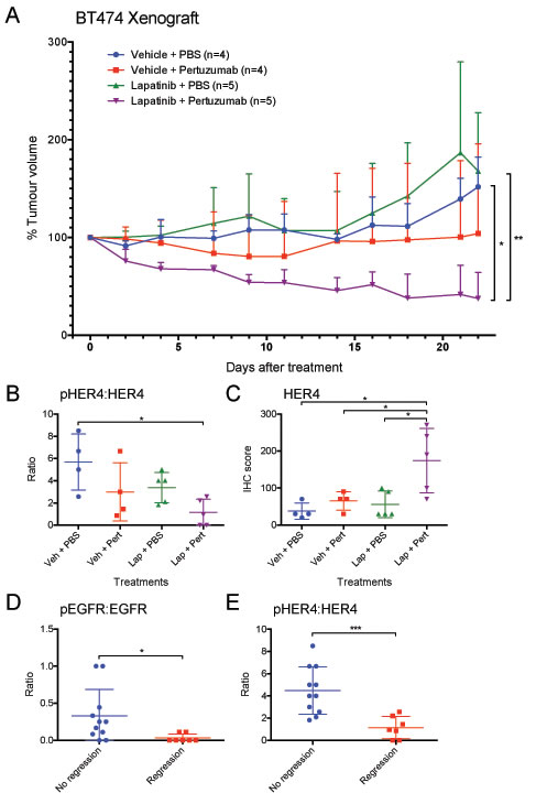 Anti-tumour effect of lapatinib/pertuzumab combination