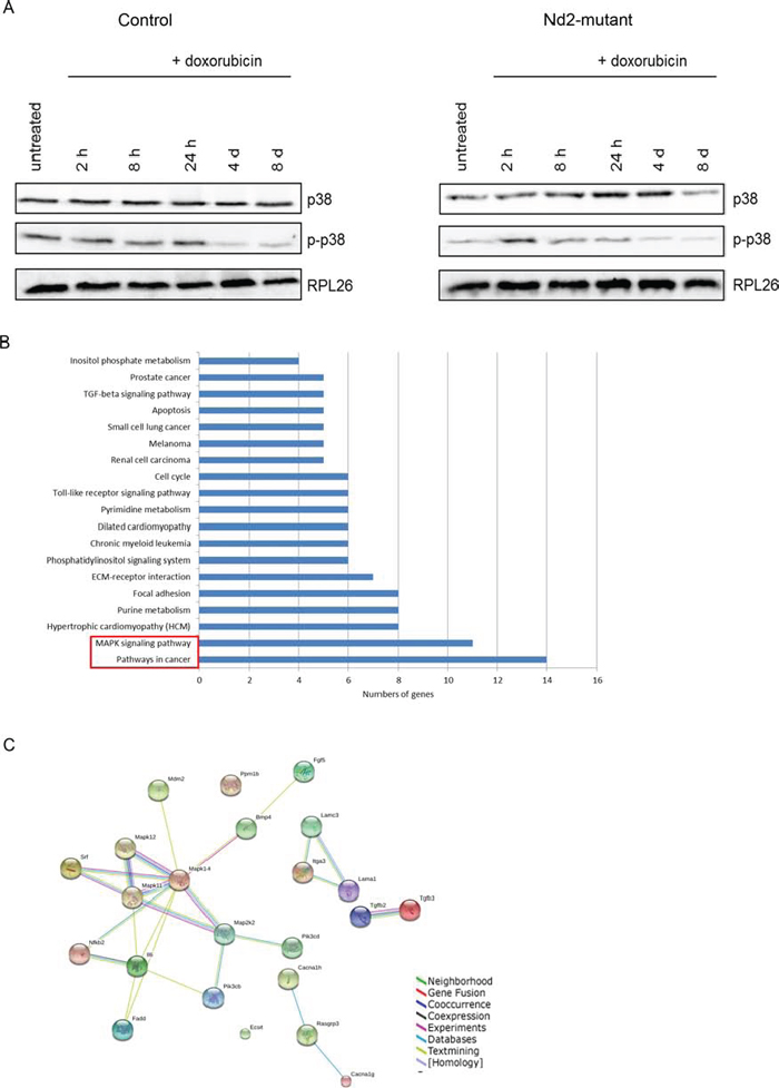 Transcriptome analysis of fibroblasts from Nd2-mutant and control mice microarray.