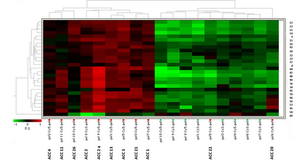 Fig.2: Heat-map for the 27 selected spots identifies two independent clusters.