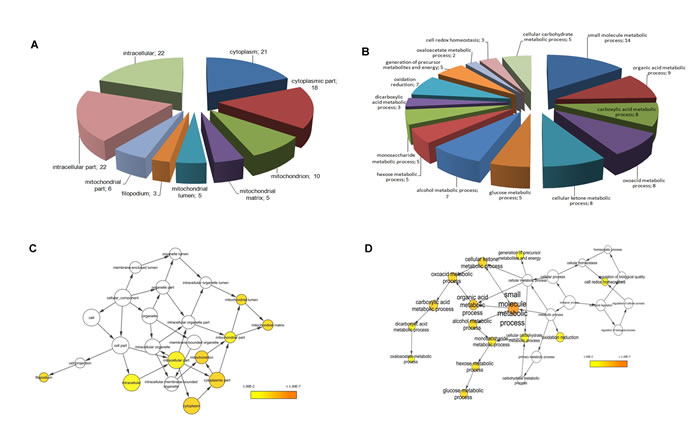 Fig.3: Functional classification of identified proteins and biological network analysis.