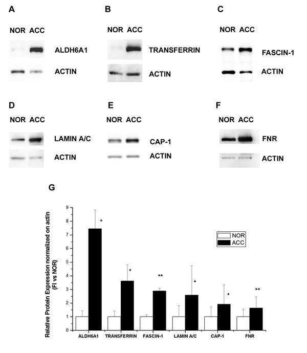 Fig.4: Western blot analysis of six proteins differentially expressed in ACC and normal adrenal.