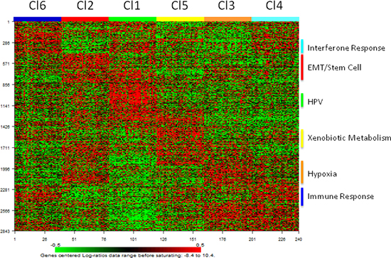 Distribution of the PAM classifier genes in the HNSCC subtypes identified in the training dataset.