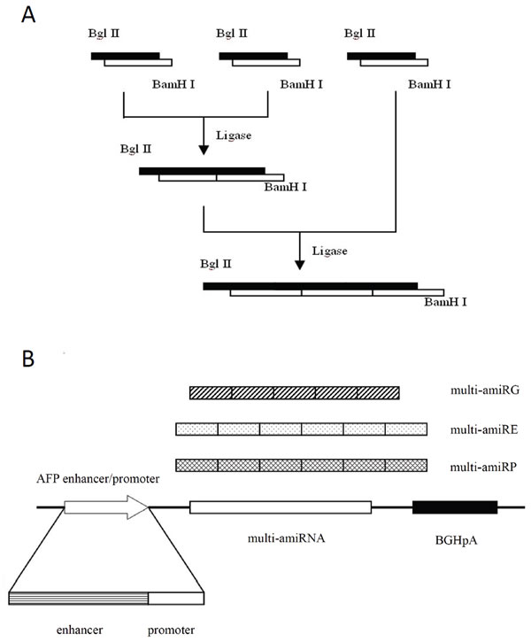 The schematic diagram of amiRNA cloning.