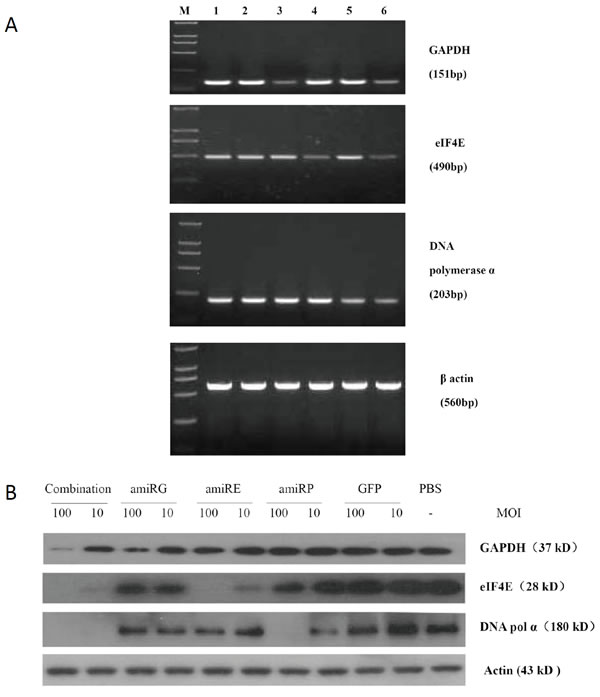Figure 3 Knock down efficiency of amiRNAs on target genes.
