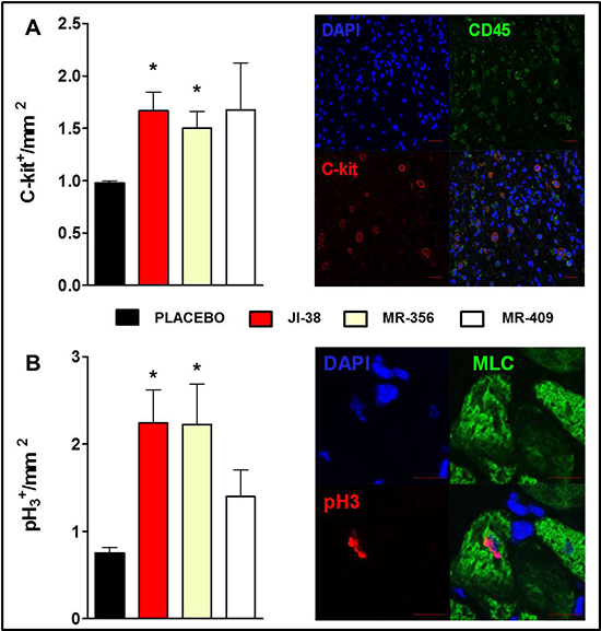 Effect of GHRH agonists on cardiomyocyte turnover and cell proliferation.