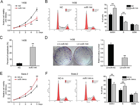 miR-144 suppresses OS cell proliferation in vitro.