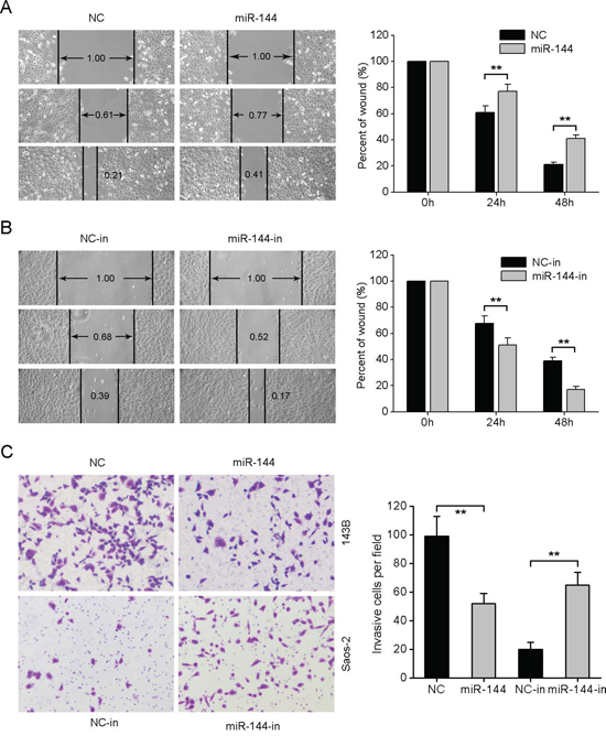 miR-144 suppresses OS cell migration and invasion in vitro.