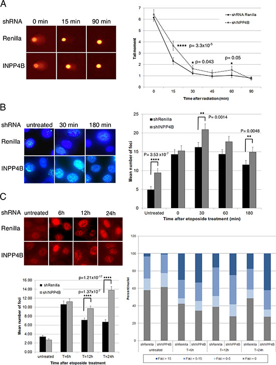 INPP4B loss in human ovarian cancer cells results in a DNA repair defect.