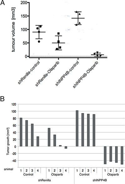 INPP4B knockdown in Ovca429 sensitizes tumor growth to PARP inhibitor treatment in vivo.