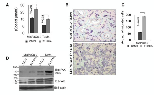 MUC16-Cter promotes motility of PC cells