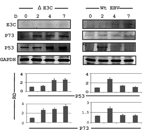 Fig 1: Expression of AK-B and p53 in EBV infected primary and stable cell lines.