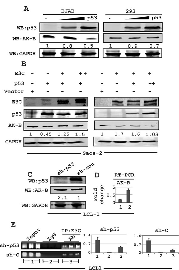 Fig 2: Expression of AK-B in EBNA3C positive and EBV transformed LCLs.