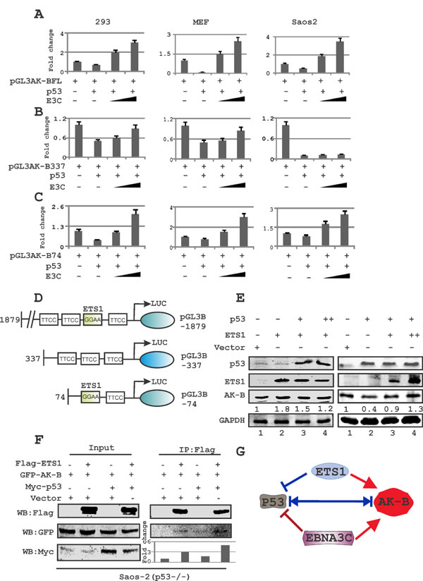 Fig 3: The ETS-1 motif in AK-B promoter is required for p53-mediated inhibition of AK-B.